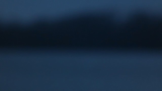 שחף בלתי-מזוהה - ML648608184