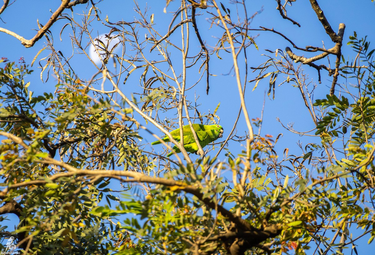 Gelbnackenamazone - ML648608370