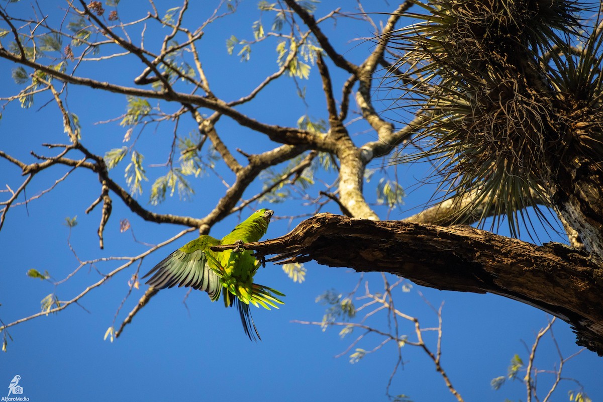 Gelbnackenamazone - ML648608389