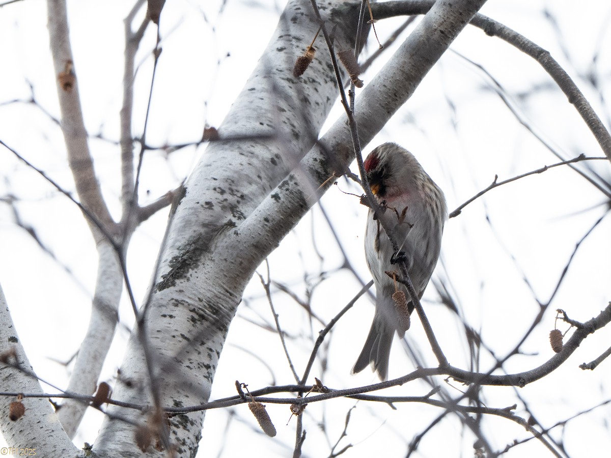 Redpoll (Common) - ML648608424