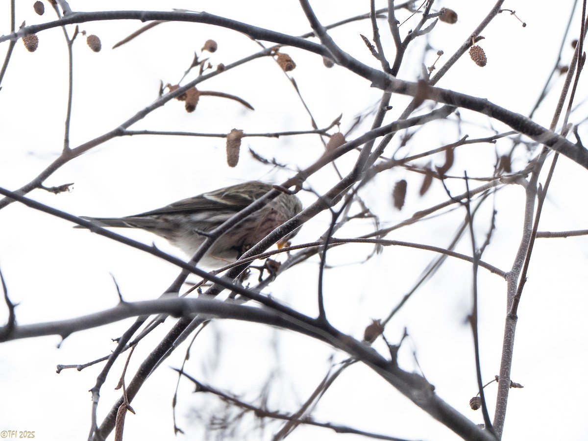 Redpoll (Common) - ML648608426
