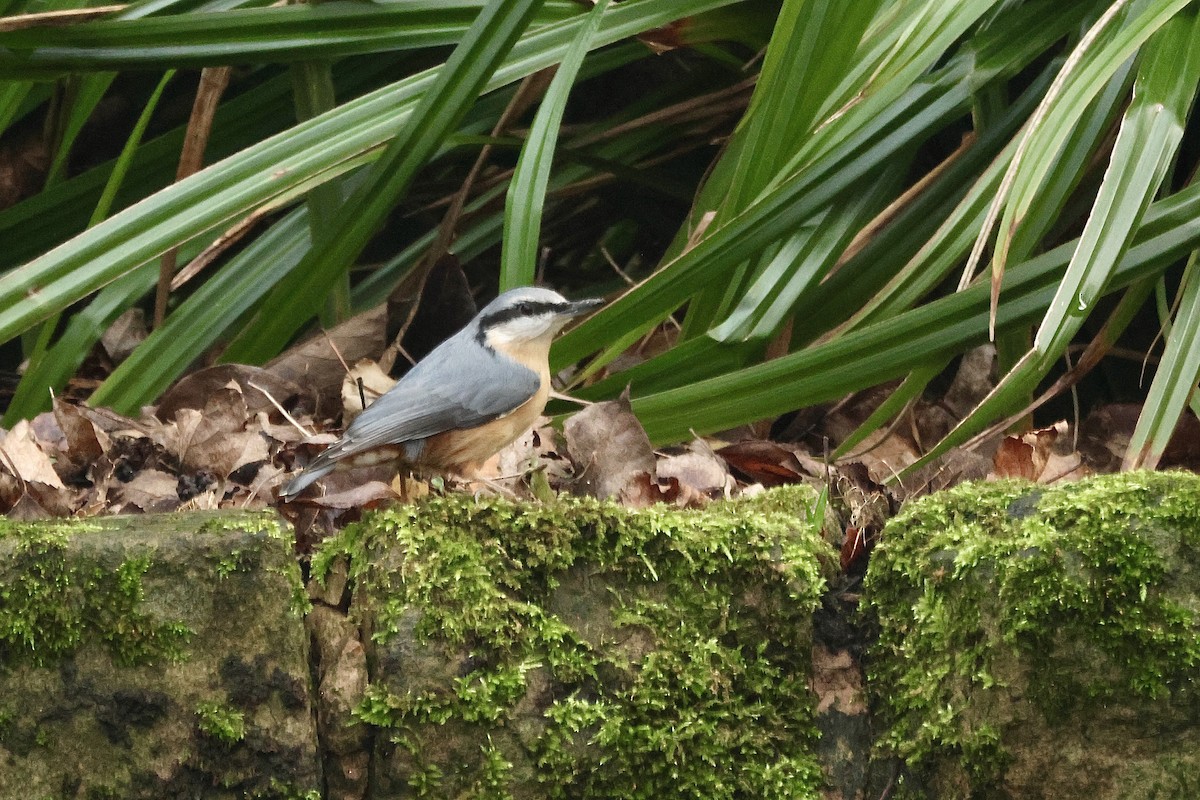 Trepador Azul (grupo europaea) - ML648608979