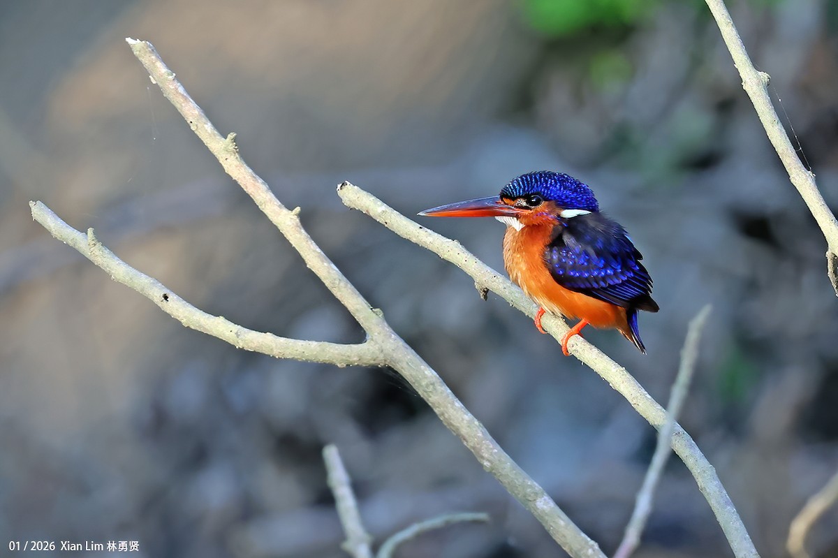 Blue-eared Kingfisher - ML648608995