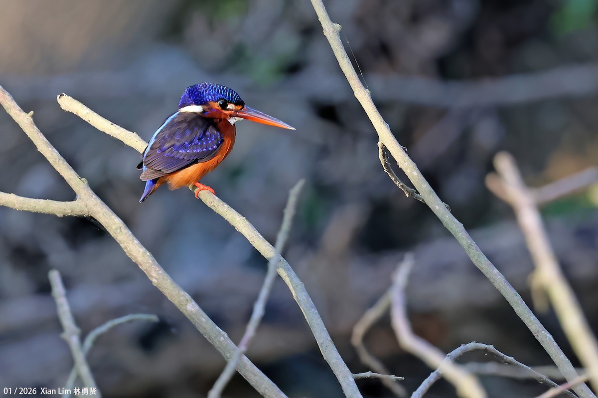 Blue-eared Kingfisher - ML648608996
