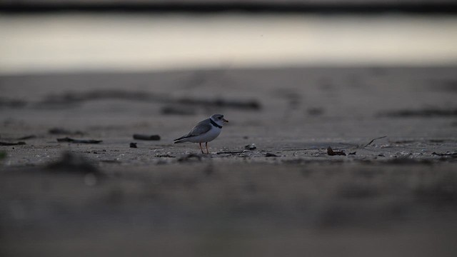 Желтоногий зуёк - ML648609211