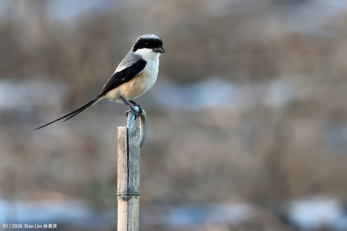 棕背伯勞 - ML648609388