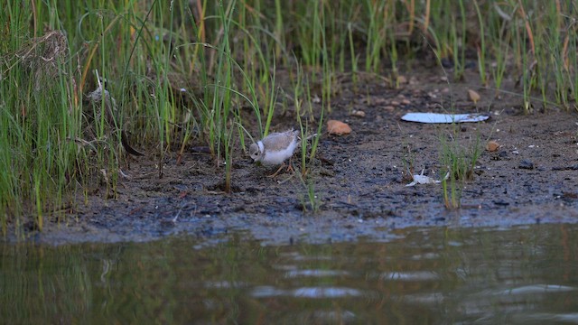 Желтоногий зуёк - ML648609463