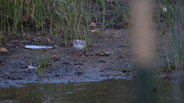 Желтоногий зуёк - ML648609572