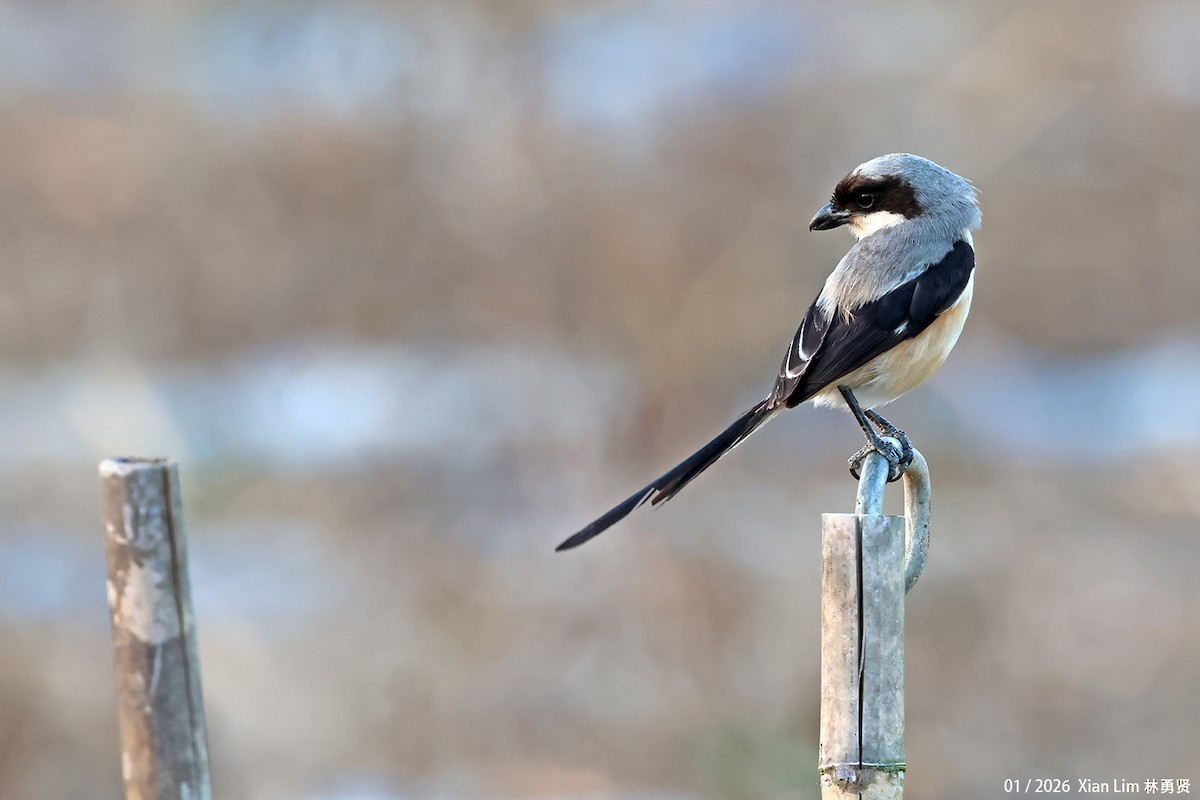 Long-tailed Shrike - Lim Ying Hien