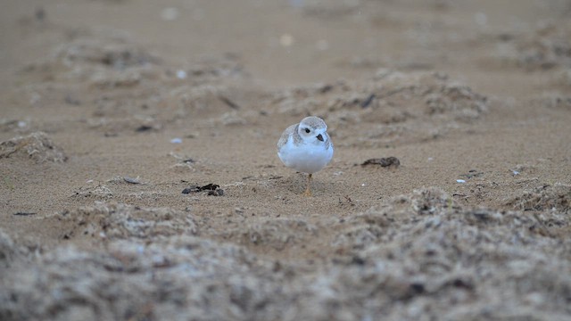 Желтоногий зуёк - ML648609981