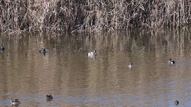 葡萄胸鴨 - ML648610425