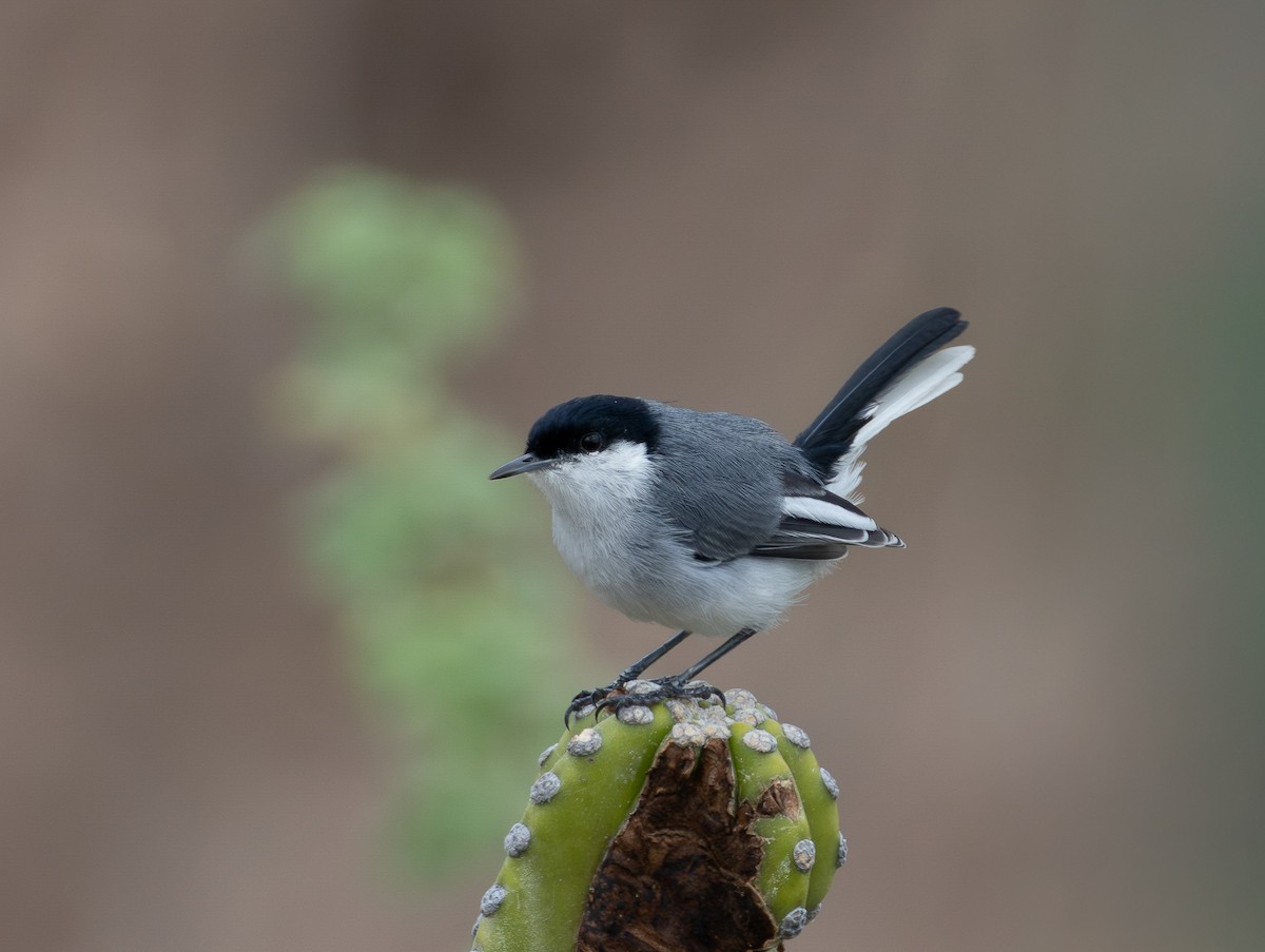 Marañon Gnatcatcher - ML648610447