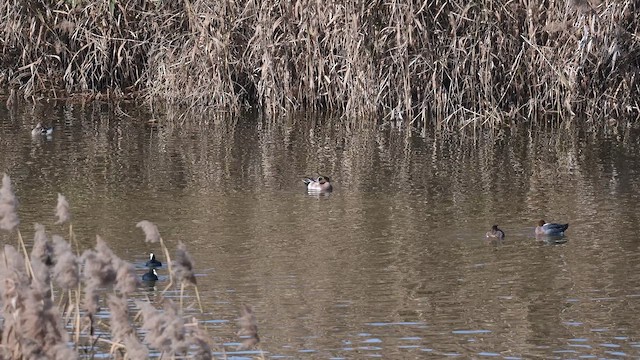 葡萄胸鴨 - ML648610622