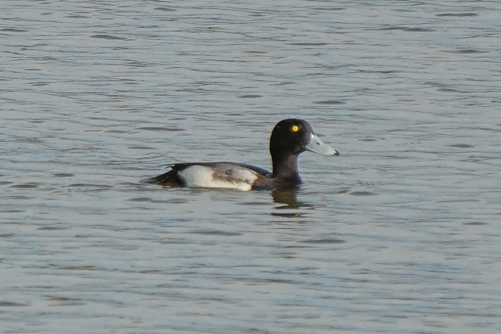 bergand - ML648610920