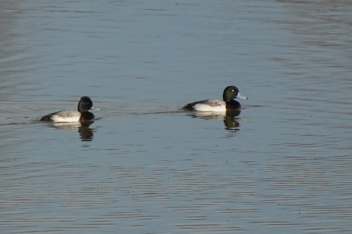 bergand - ML648610937