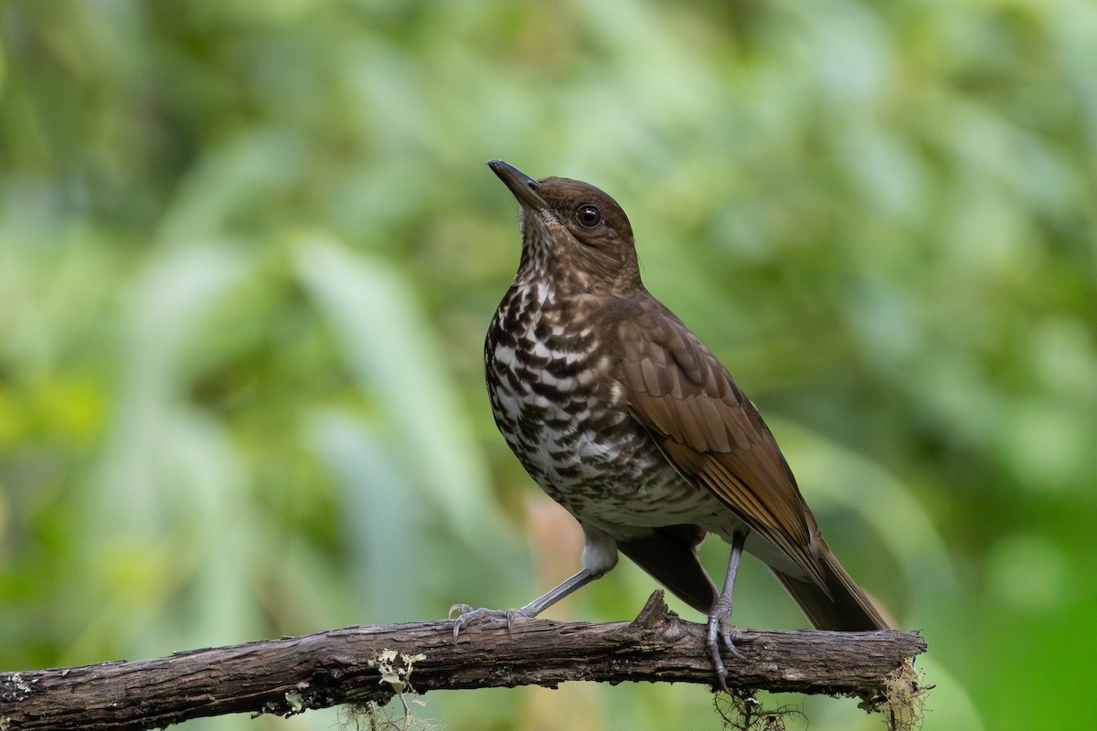Marañon Thrush - ML648610959