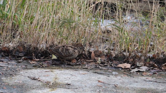 Eurasian Woodcock - ML648610966