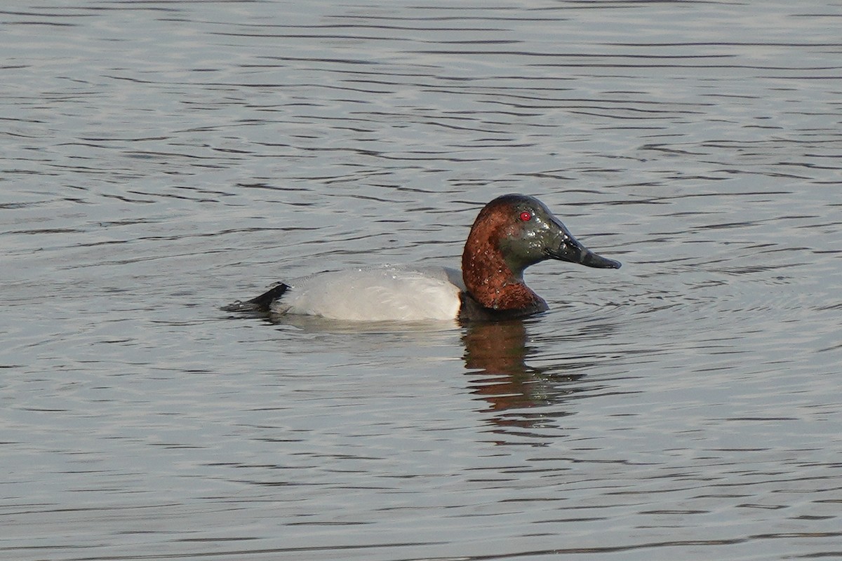 kanvasand - ML648611021