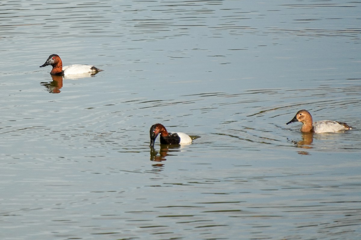 Canvasback - Ken Finger