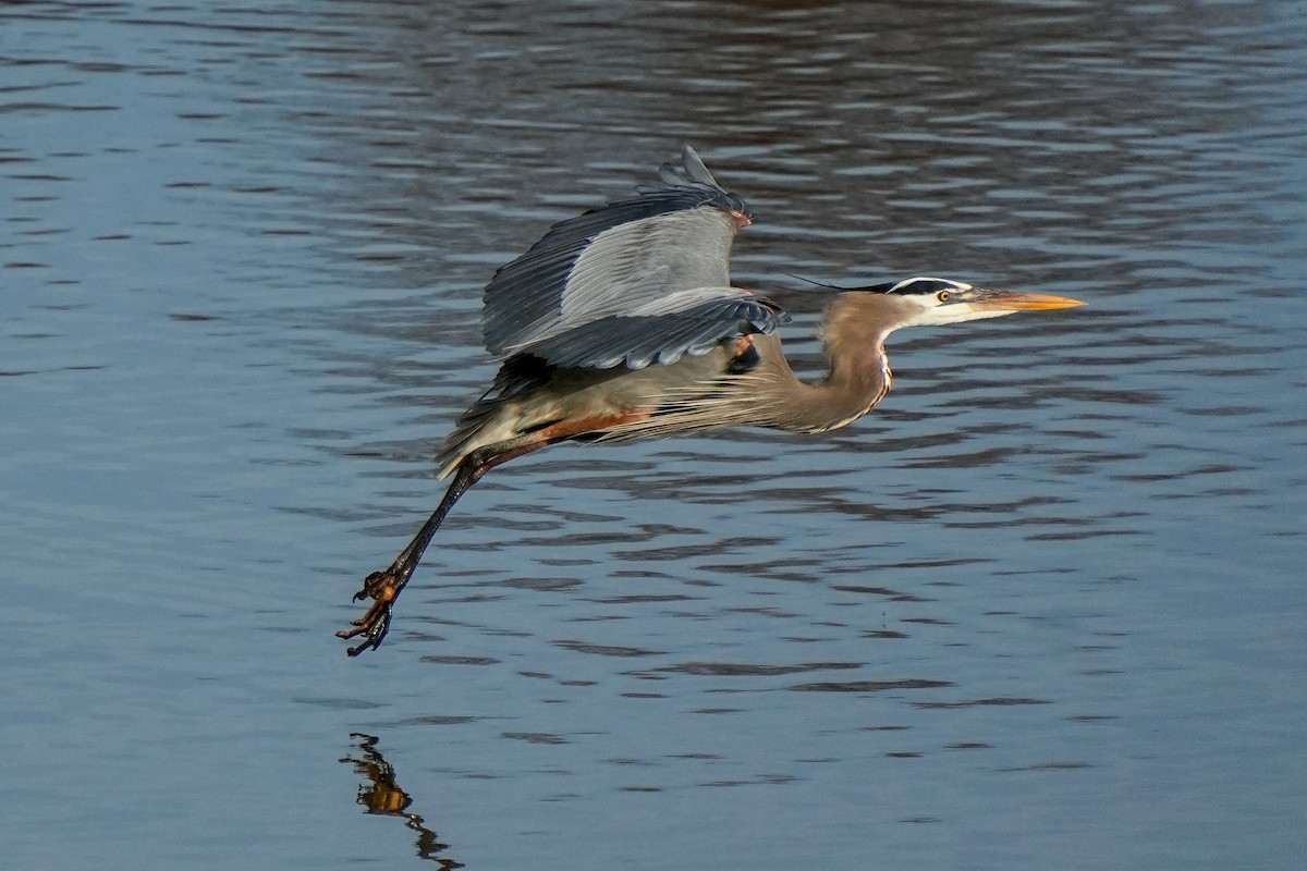 herodiashegre - ML648611044