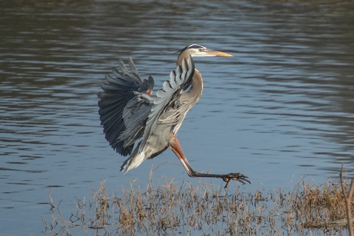 herodiashegre - ML648611045