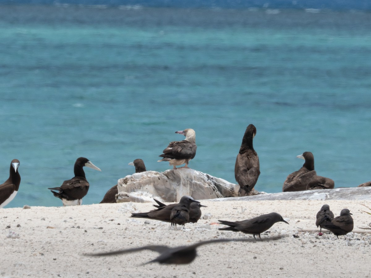 Maskentölpel - ML648611063