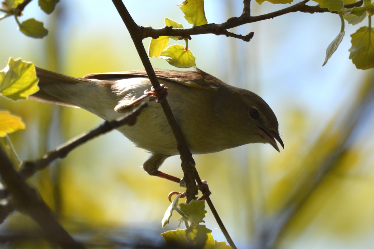 Fauvette des jardins - ML648611457