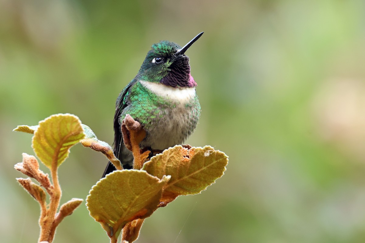 Amethyst-throated Sunangel - ML648611459