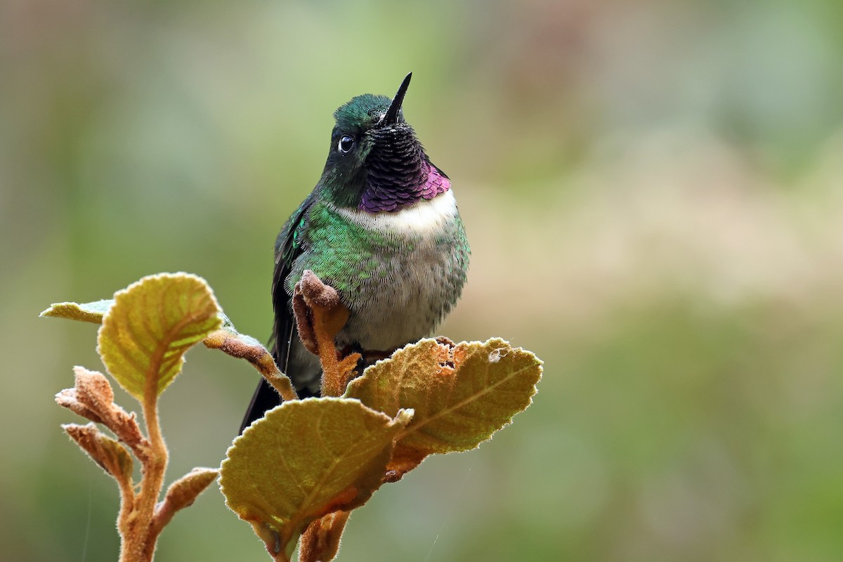 Amethyst-throated Sunangel - ML648611462