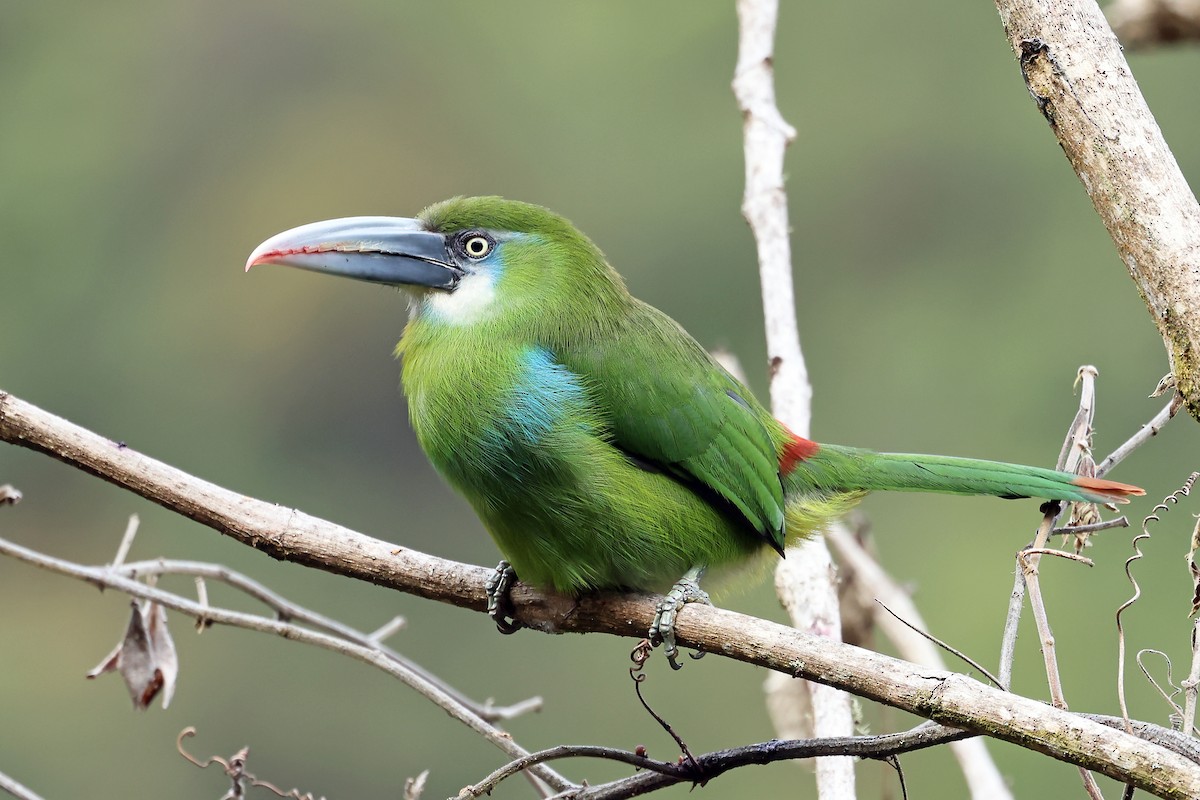Blue-banded Toucanet - ML648611484