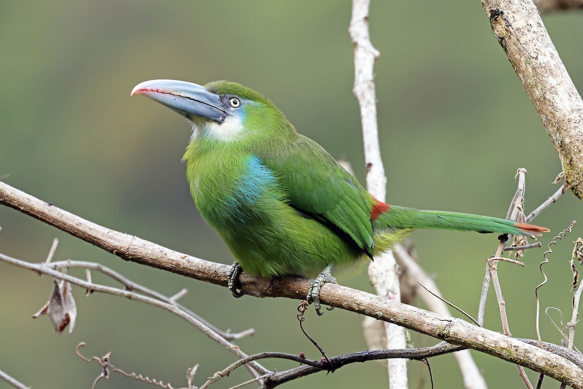 Blue-banded Toucanet - ML648611488