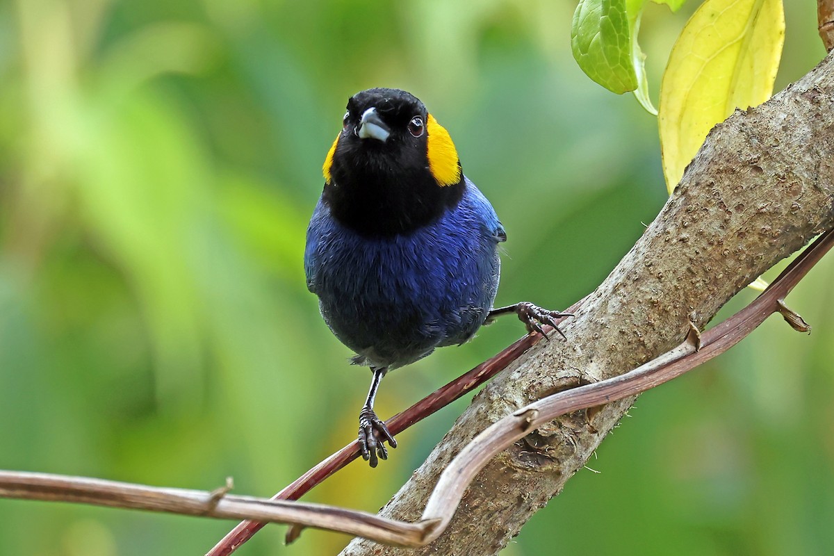 Yellow-scarfed Tanager - ML648611540