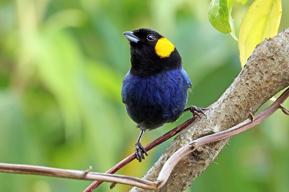 Yellow-scarfed Tanager - ML648611543