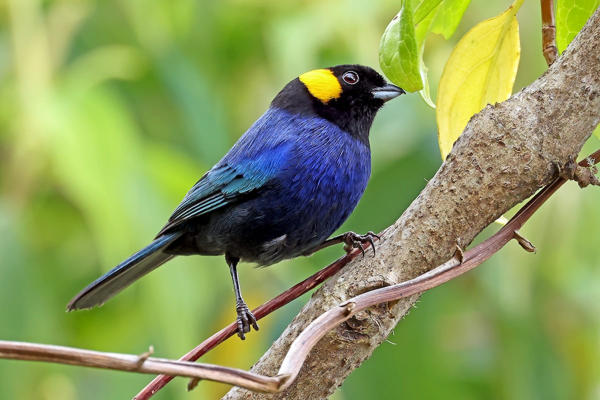 Yellow-scarfed Tanager - ML648611545