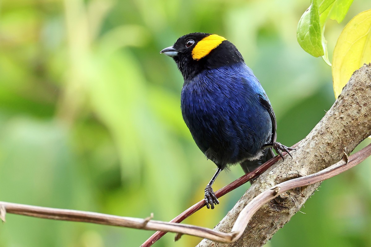 Yellow-scarfed Tanager - ML648611556