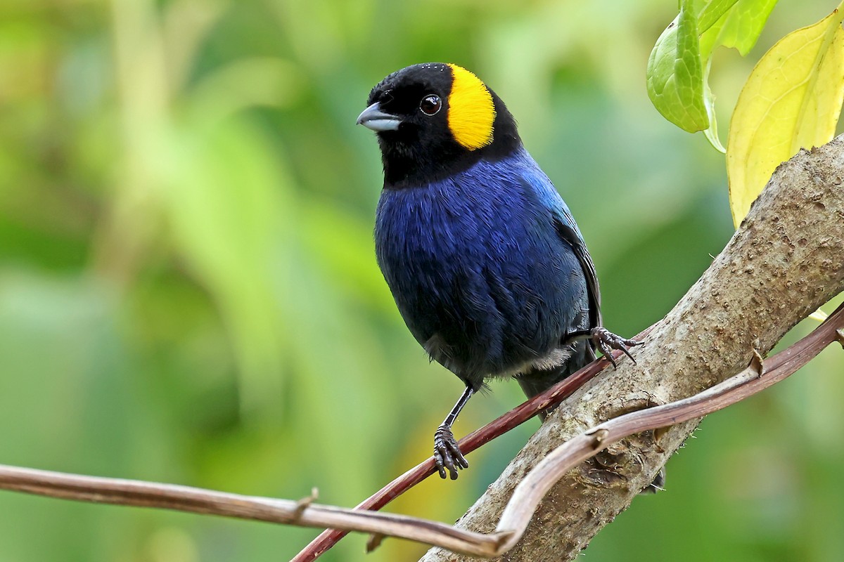 Yellow-scarfed Tanager - ML648611557