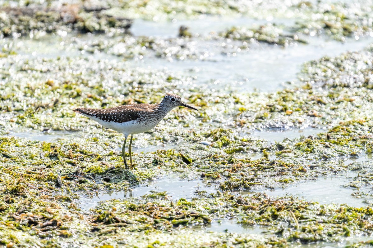 Chevalier solitaire - ML648611780