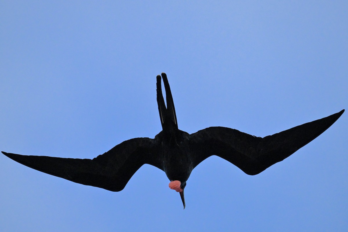 Magnificent Frigatebird - ML648612987
