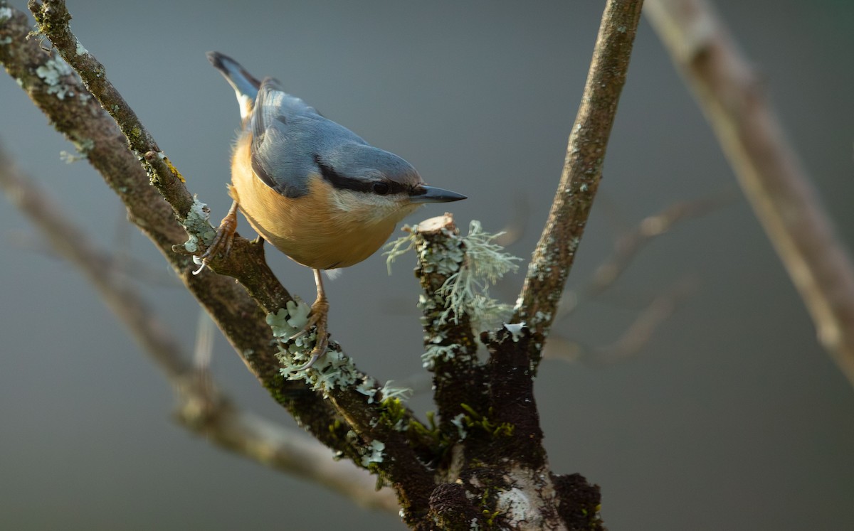 Trepador Azul (grupo europaea) - ML648613296