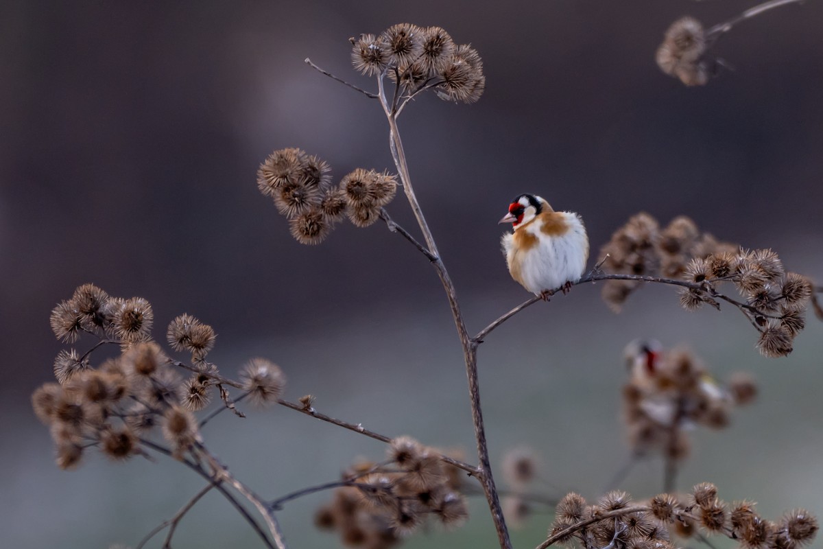 Щиглик звичайний - ML648613305