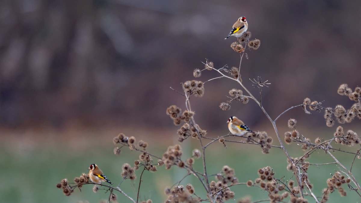 Щиглик звичайний - ML648613306