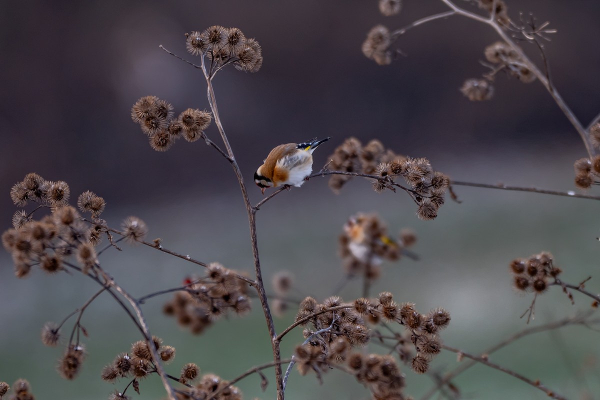 Щиглик звичайний - ML648613307