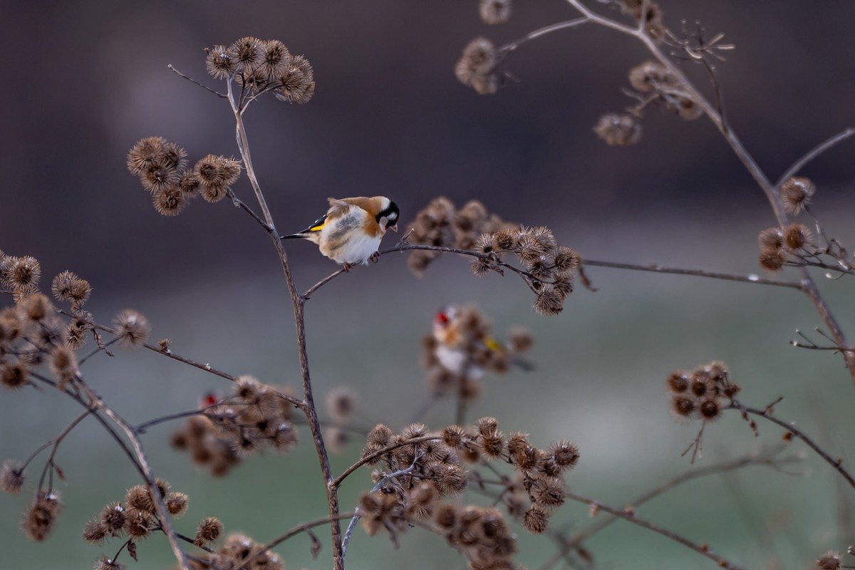 Щиглик звичайний - ML648613308