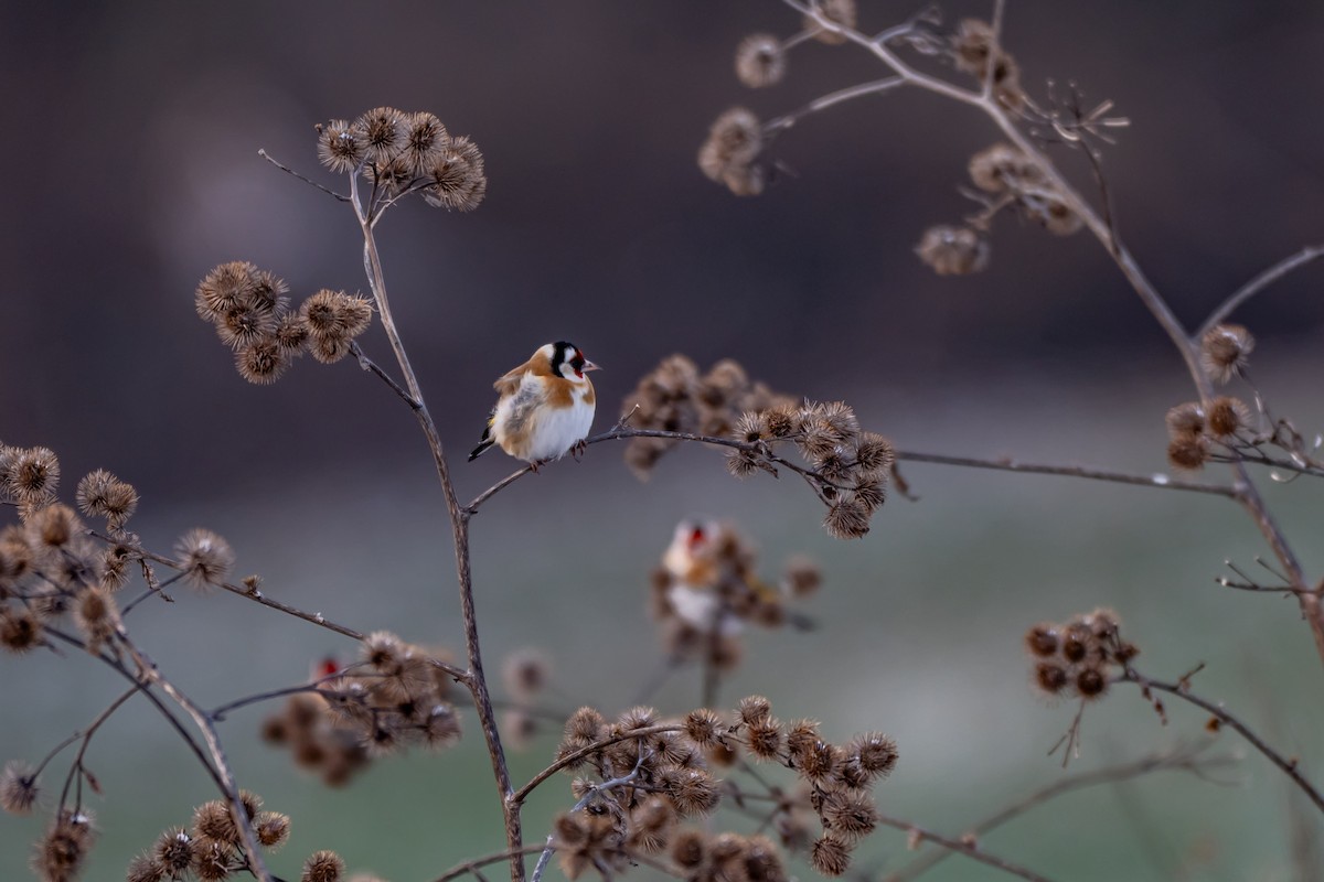 Щиглик звичайний - ML648613309