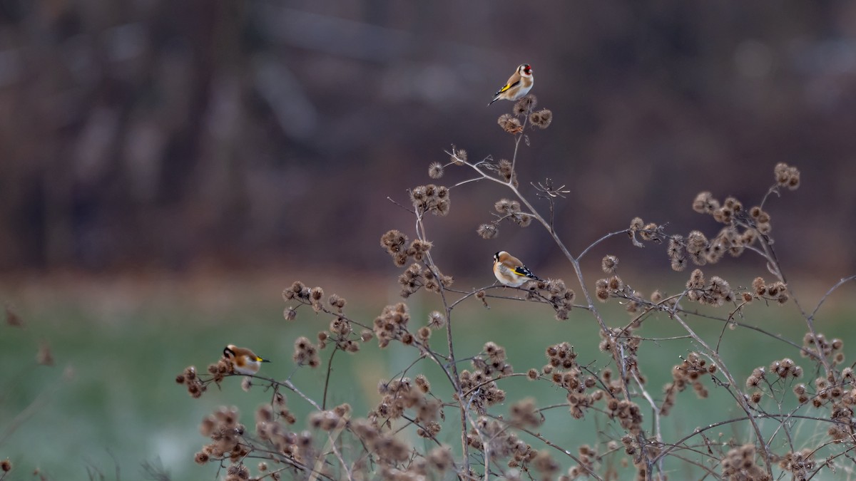 Щиглик звичайний - ML648613311