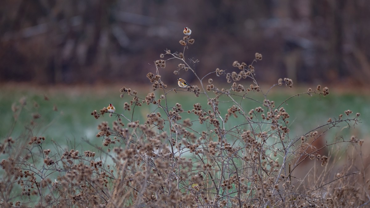 Щиглик звичайний - ML648613312