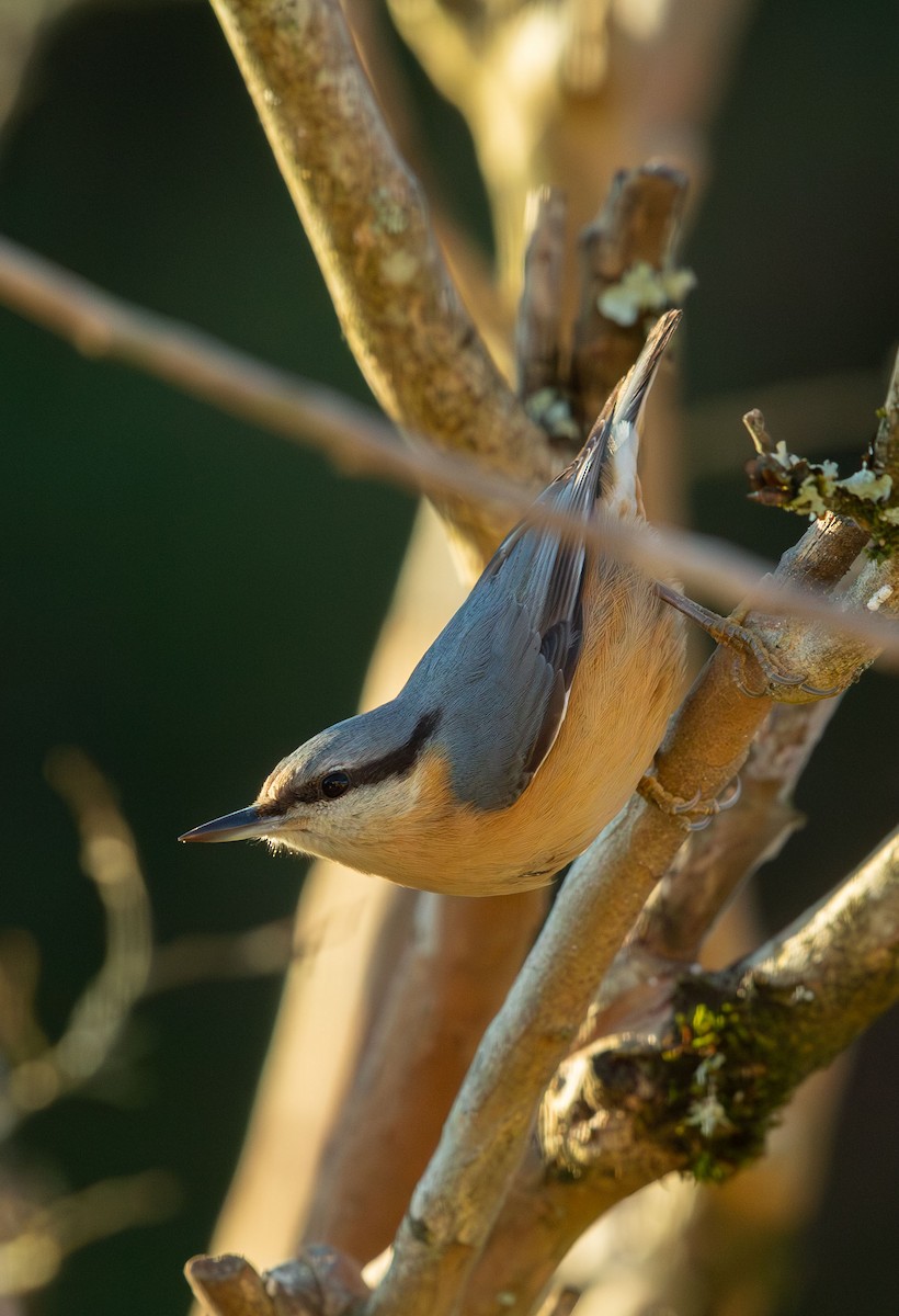 Eurasian Nuthatch (Western) - Yannick FRANCOIS