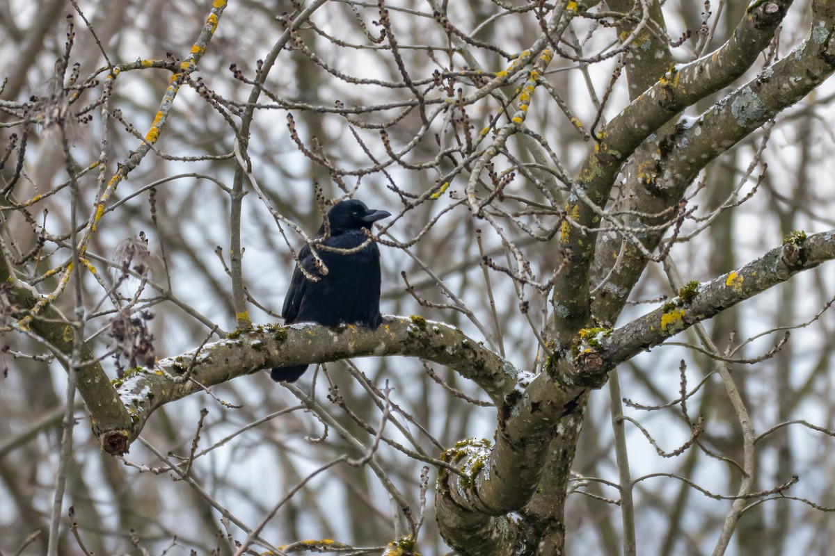 Ворона чорна (підвид corone) - ML648613324