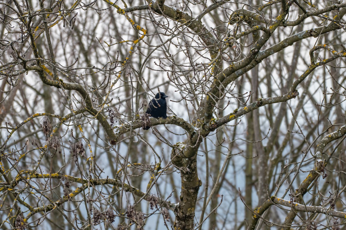 Ворона чорна (підвид corone) - ML648613326