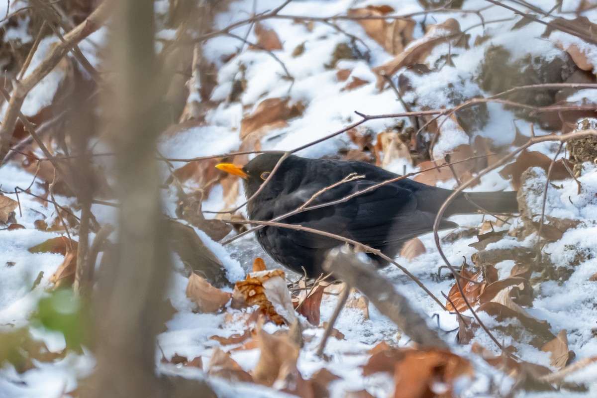 Дрізд чорний - ML648613372